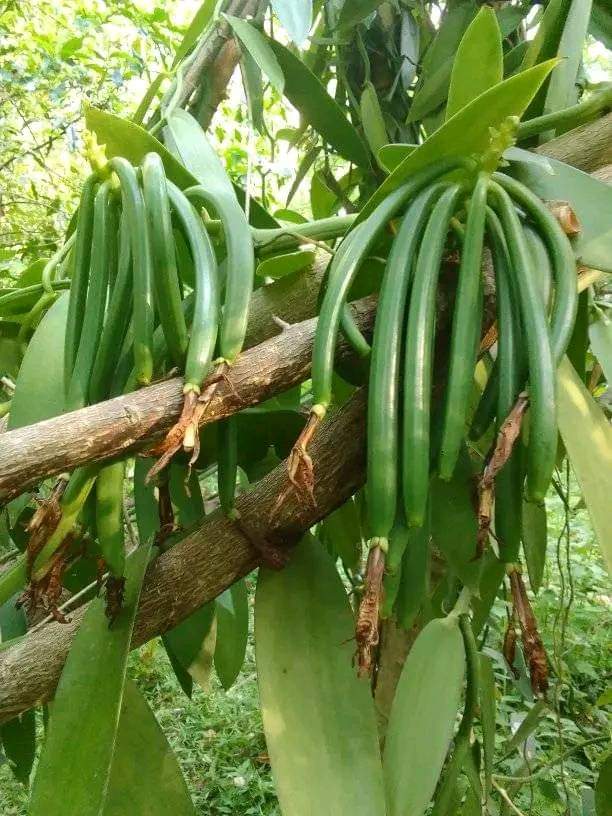 Green Vanilla Planifolia Pods on Vine in Indonesia