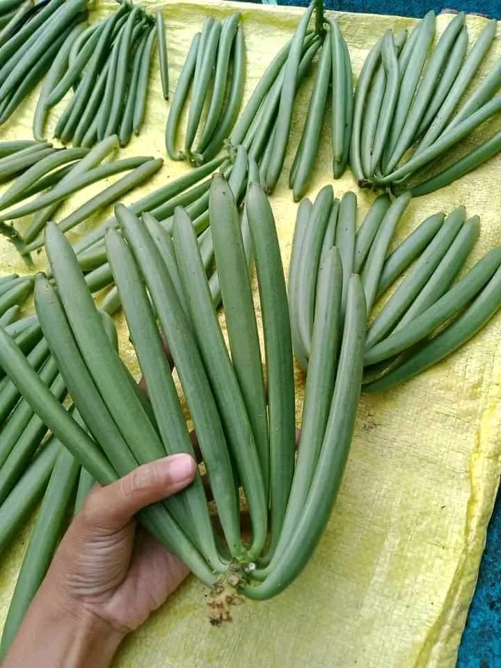 Freshly Harvested Green Vanilla Pods