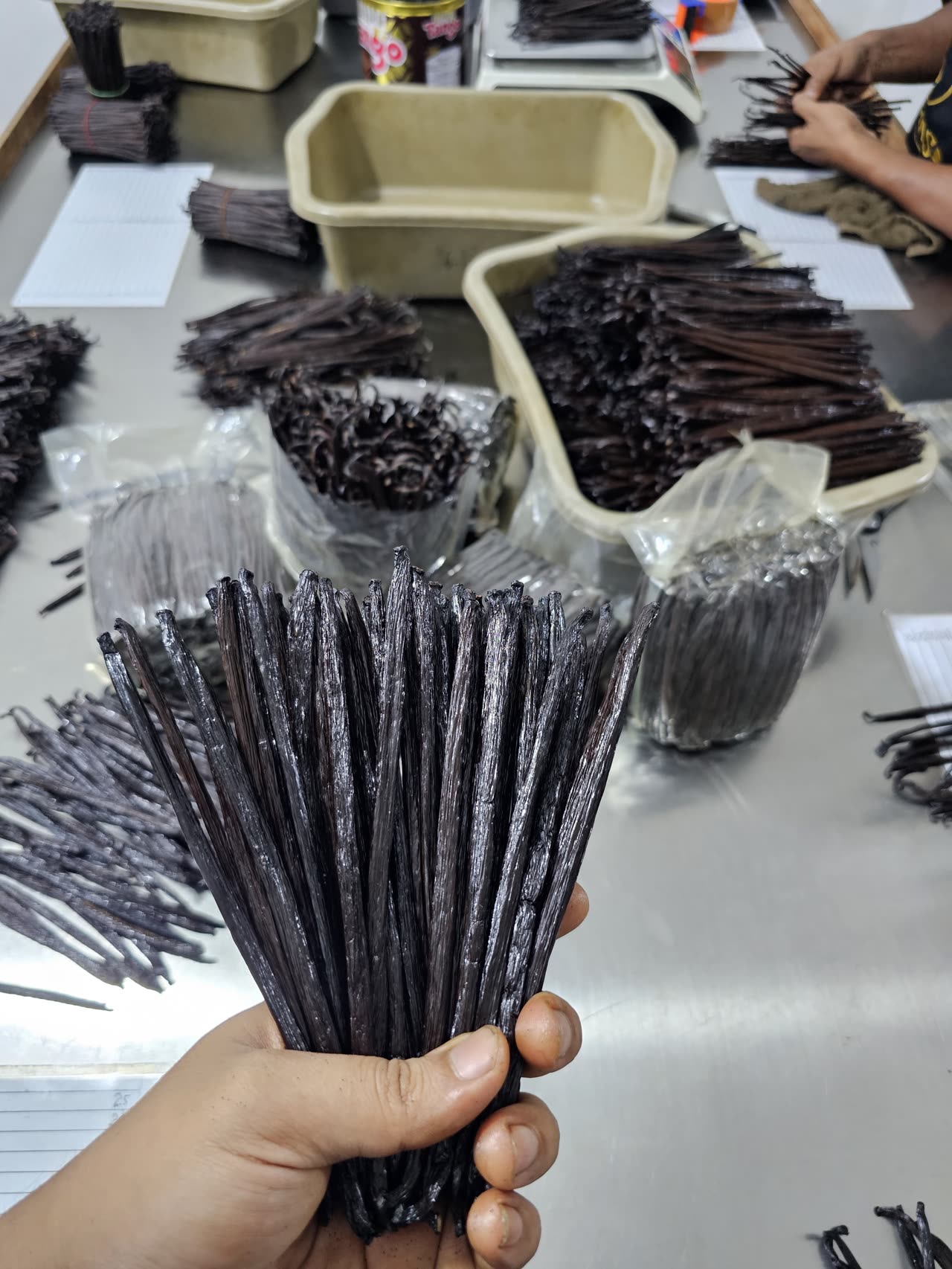 Stainless Steel Vanilla Sorting Table